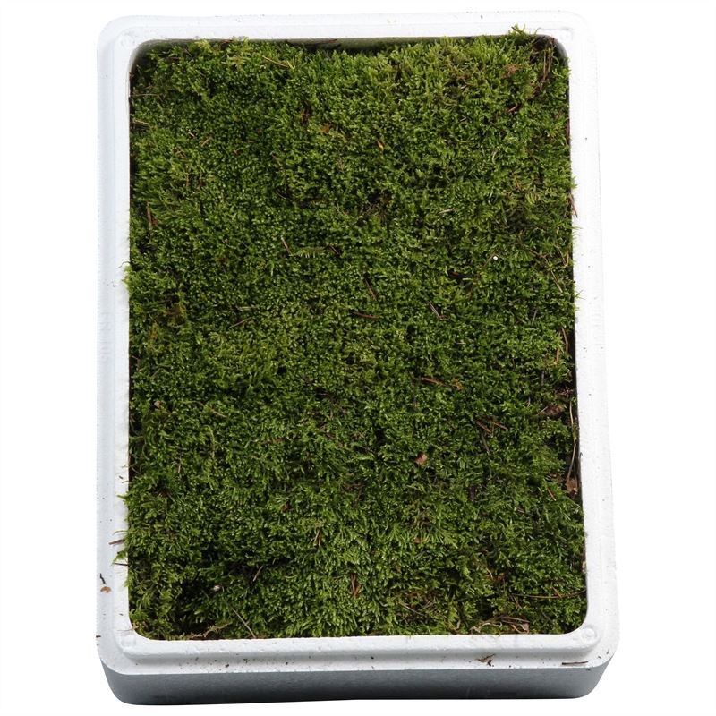 Platmos - Big Styro Box | Terra Garden
